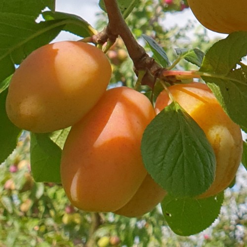 Prunus domestica 'Adele' - Aed-ploomipuu 'Adele' C6/6L